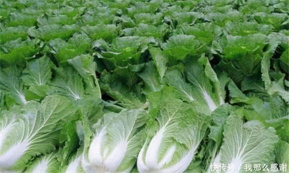 想长寿要会吃，多吃三种食物，排毒抗衰、润肤美容，早吃早