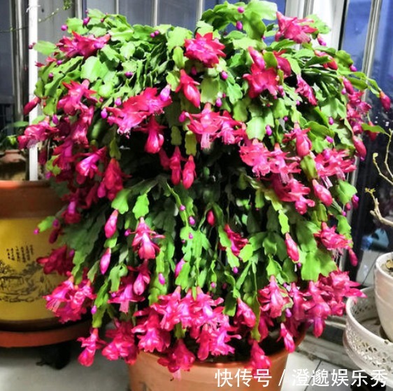 爆盆|什么花一盆开花上百朵?选5种就可以,不仅开花美,而且易爆盆