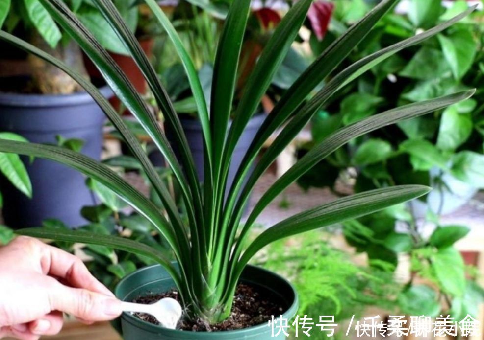 烂根|养君子兰,掌握4个养护“技巧”,根系粗壮,叶子油绿光亮