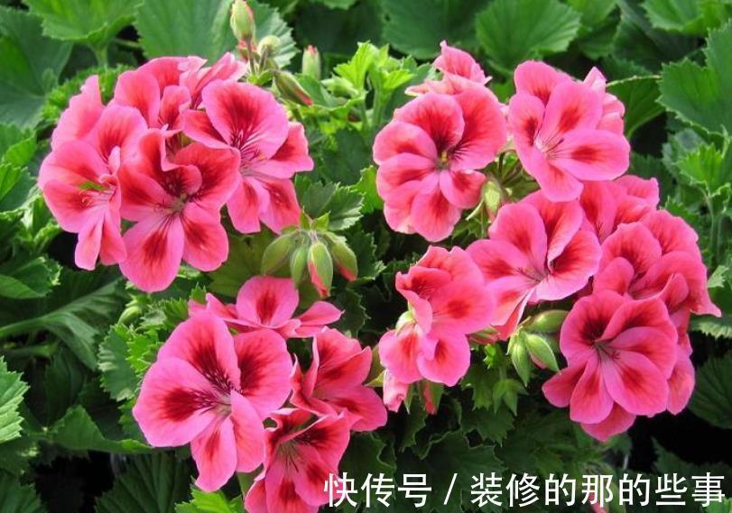 天竺葵|4种漂亮花,现在养一盆正当时,秋凉早开花,适合新手