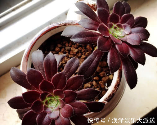 妙招|多肉黑法师夏季怎么养教你3个小妙招,炎炎夏日也能养好黑法师