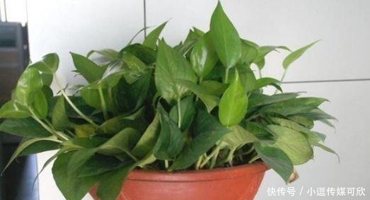 漂亮|养花要学会“浇花”,3种花,浇水越勤快,长得越漂亮!