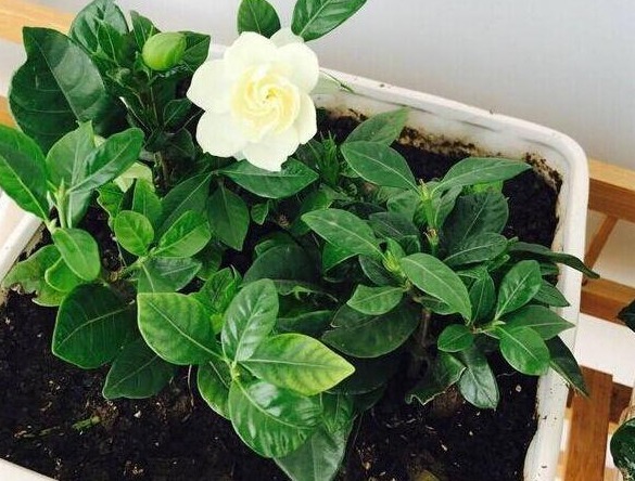 花友们这10种漂亮的花，很快就发芽长根、爆盆开花又招财气！