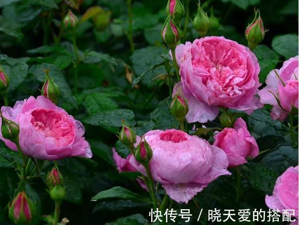 宣传图|为什么我辛辛苦苦种出来的月季,开花和宣传图不一样呢