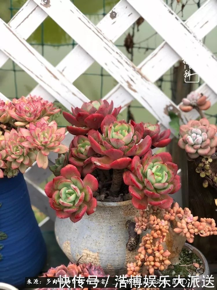 挂区|因为多肉,背井离乡来到开挂区,多肉变好看,小伙变大叔!