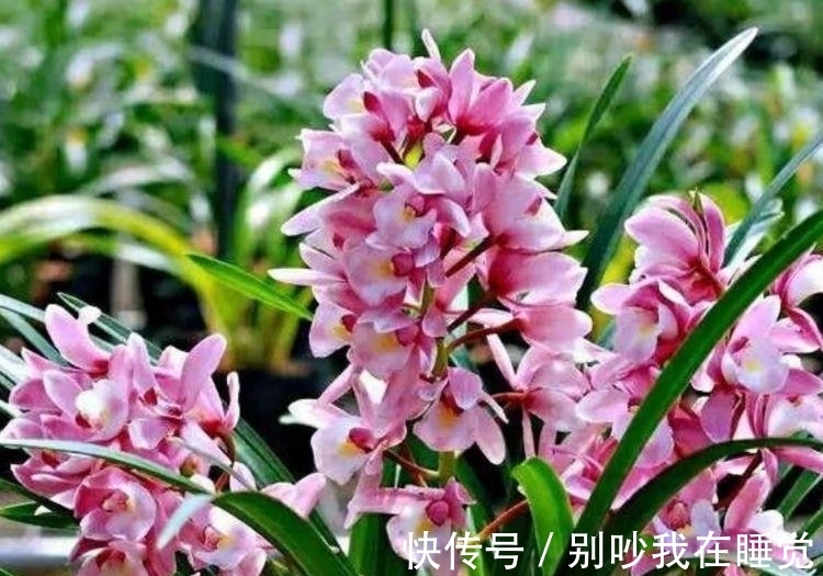 几种花是懒人的最爱,有阳光就爆盆,给点水就疯长,太好养