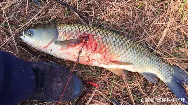 无灵魂的可视锚鱼这不是钓鱼，而是水下猎杀，被多地禁用