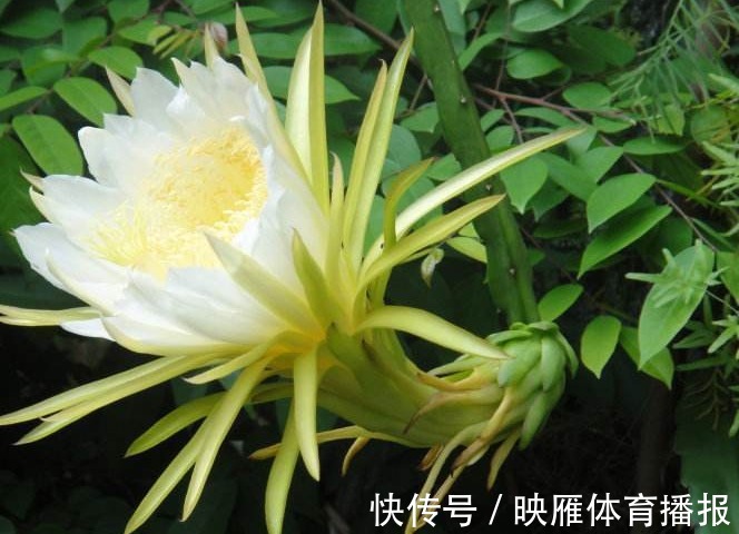 咳嗽|咳嗽总不好,路边的野花随手摘回家泡水喝,润肺止咳,整年少生病