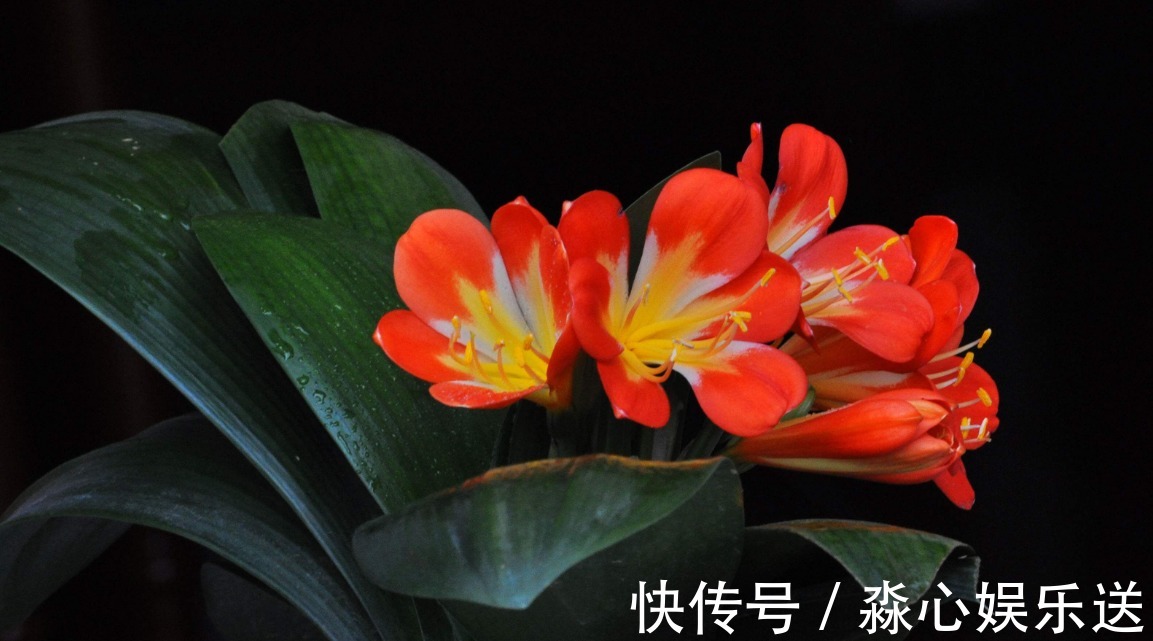 光照|养君子兰的几个小技巧，开花就爆盆，叶子整齐不歪斜