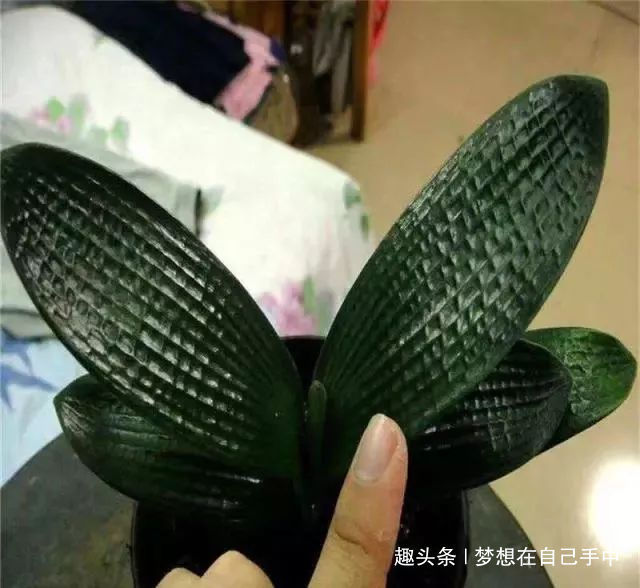 叶片|君子兰最爱“2种水”,15天用一次,花剑蹭蹭冒,1年能开2次花!