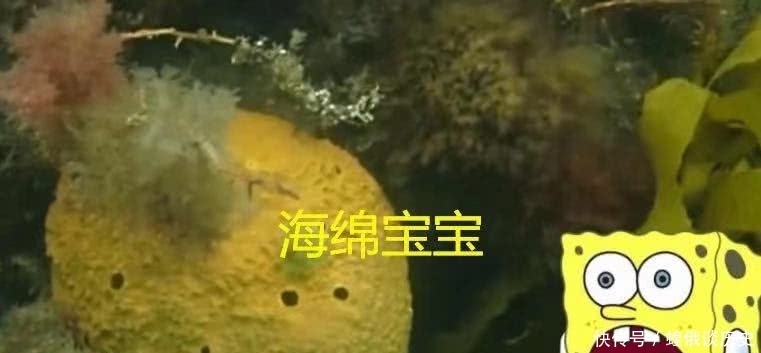 泡芙|海绵宝宝现实vs动漫，蟹老板OK，海绵宝宝恐惧，泡芙阿姨可爱