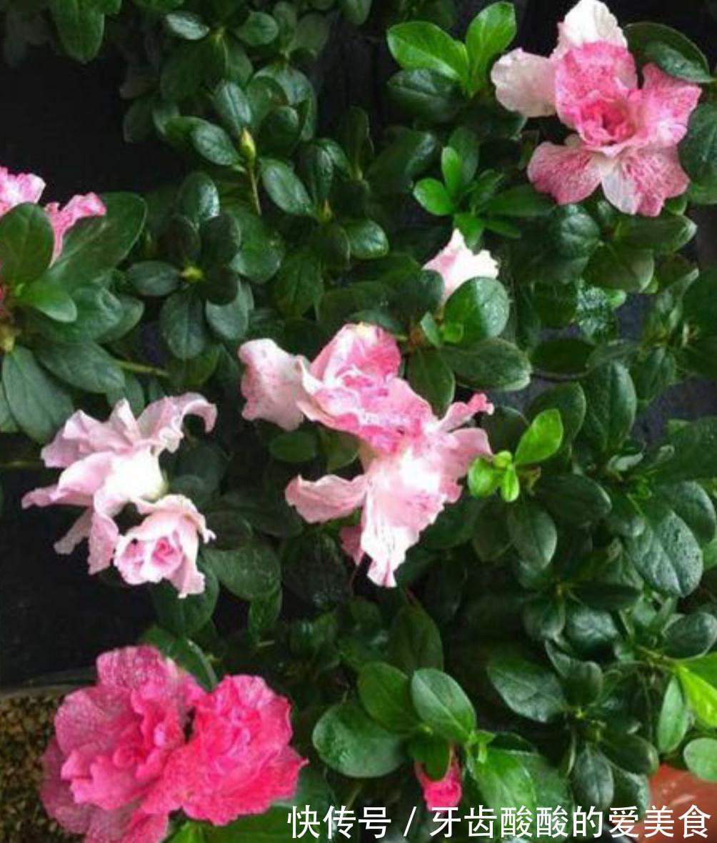 杜鹃花总是养不长久，满足它这三个喜好，叶绿根壮，花开不断