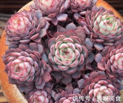 为何别人的肉肉轻松就爆盆，原来他们种了这种会生“宝宝”的多肉