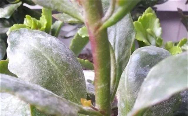 草木灰|养花就怕“生虫子”,平时浇水加点“它”,杀菌灭虫,放心养花