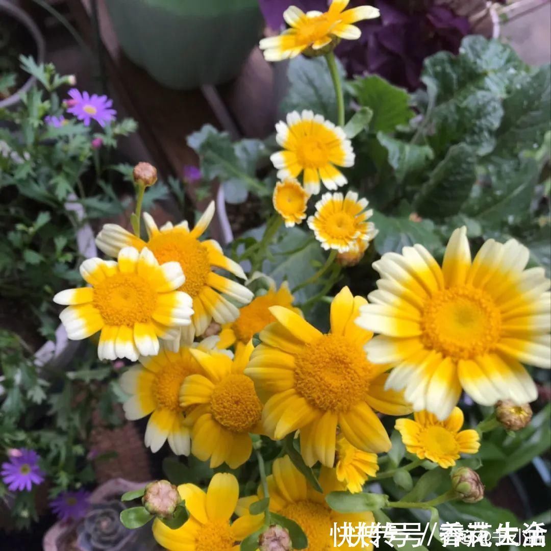 叶子|人参萝卜开花了,我种的花,都是这么奇奇怪怪