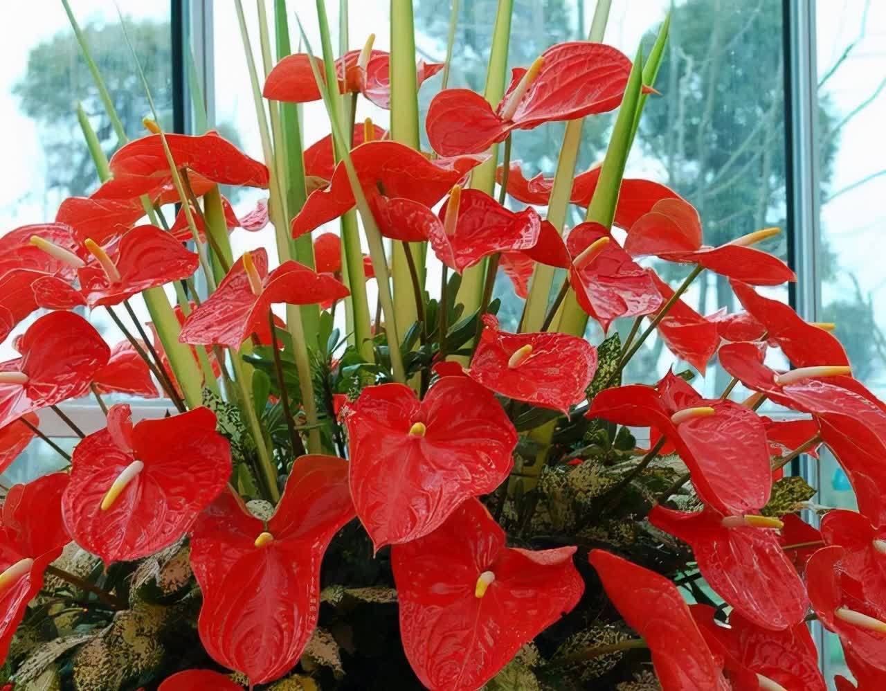 20种吉利大盆栽，客厅放一盆，吸收废气去异味，寓意好更养人