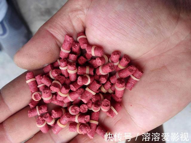 饵料|除了麦粒和蚯蚓,这几种饵料,用来野钓鲫鱼,中钩都是大鲫鱼