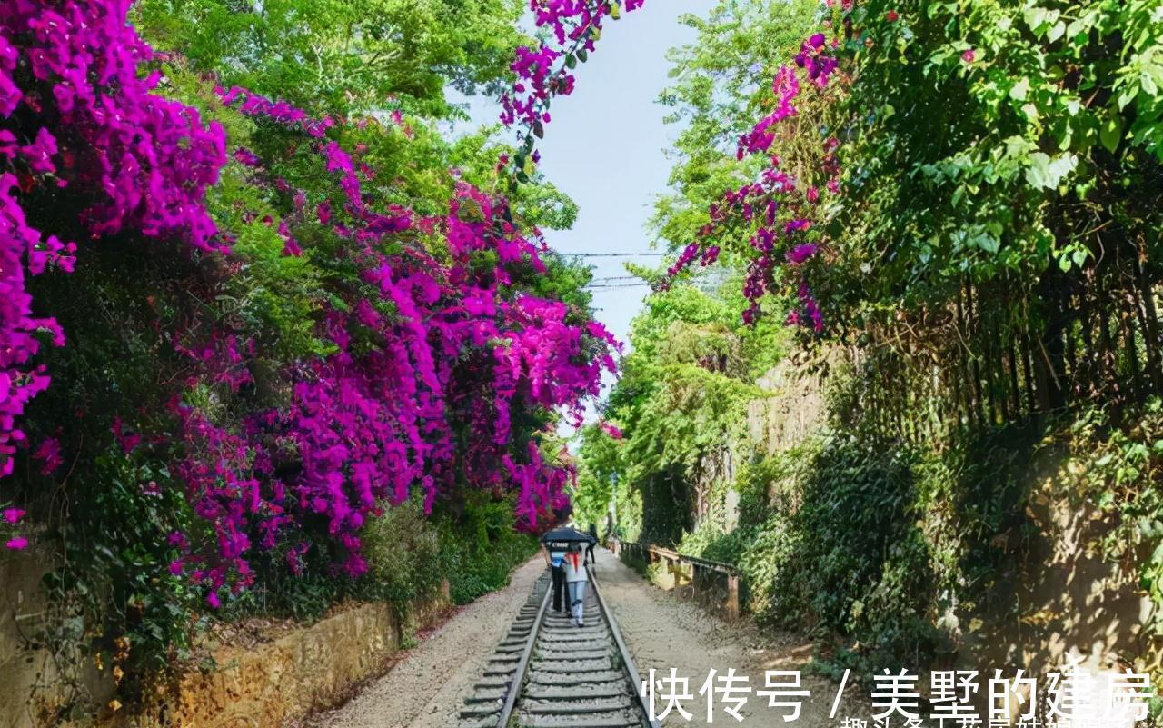 这6种花就得“懒养”,要“多光照、多通风、少浇水”,才长得旺