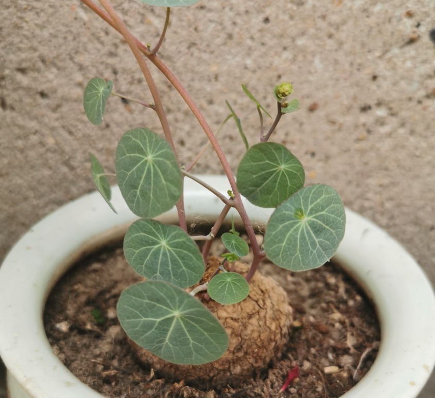 山中草药“金不换”,叶子圆圆能聚财,人人都抢着养!