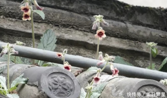 它是“四大仙药”之一，若长在你家屋顶，是你福气，别以为是杂草