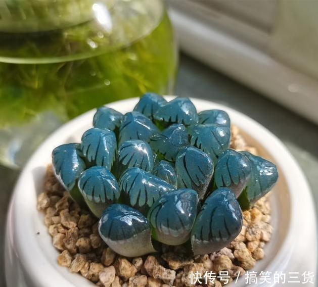 徒长|冬天养多肉，最怕3种水，一定要管住手，太勤快肉肉死的越快