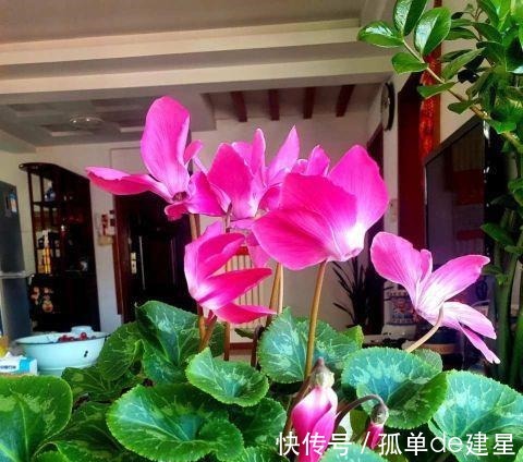 长势|这3种花别喷水,很容易烂叶,管住手长势好!