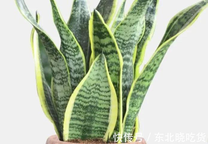 书房适合养这些精致盆栽,喜阴又好养,寓意好观赏价值高