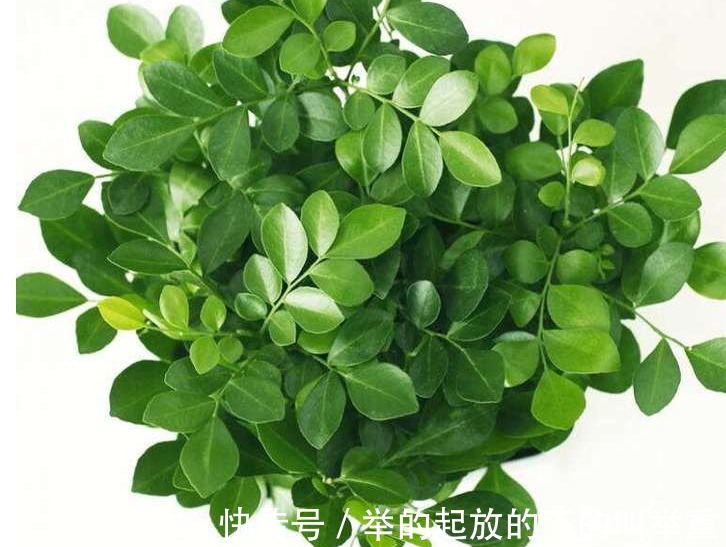 人养花,花养人,在家里养以下四盆植物,对家人身体也好