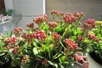 养长寿花,就用“它”,盆里加一点,叶子肥厚、花爆盆,还不花钱