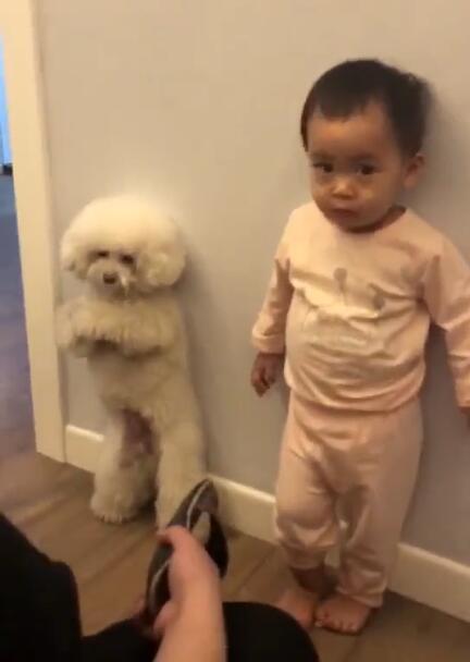 泰迪|宝宝和泰迪一起罚站,爸爸用拖鞋打泰迪,宝宝哭着指爸爸不能打