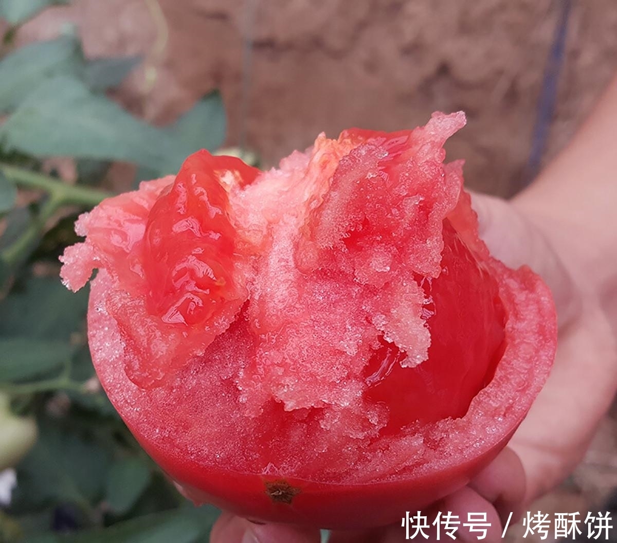 童年沙瓤柿子哪去了，为何柿子比以前难吃？真正的原因并非转基因