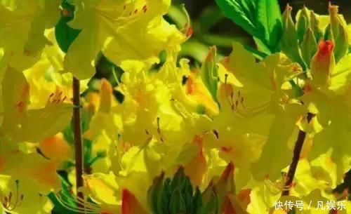 严禁入室的花,看完吓一跳你家里有木有