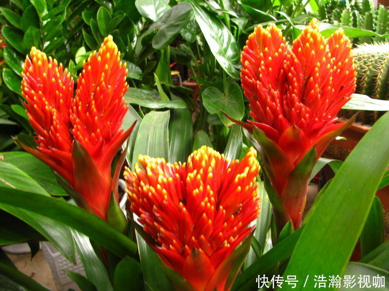 此花是寓意着热情的花,是无数人民内心的希望,是红色的火炬