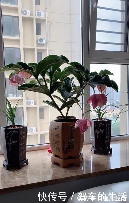 中文译名|国外很火的“网红”盆栽，花叶俱美，花期长达八个月，室内也能养！