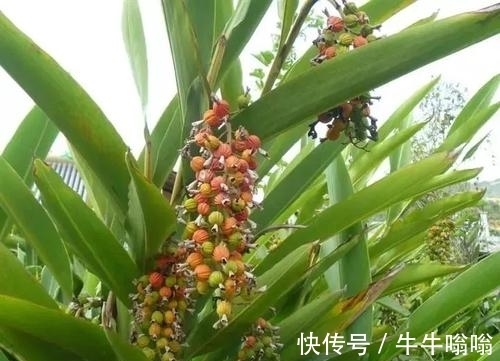 豆蔻属|民间叫它“小豆蔻”，炖肉堪称一绝，公园里就有