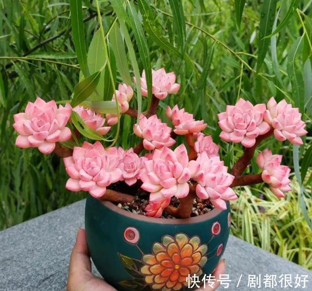 浇水|秋季养多肉，学会三个关键点，上色快，变成大肥肉