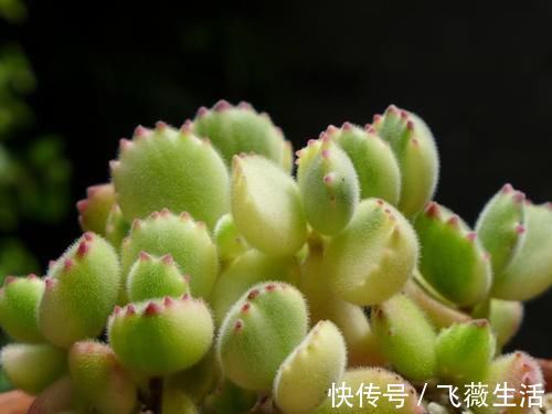 颜色|5种很常见的多肉,由于颜色金贵皮实好养,受到花友的热烈追捧