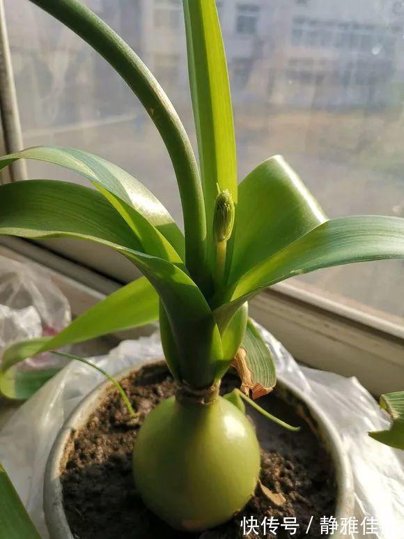 大肚子|6种耐旱花，“大肚子”里面都是水，一个月不浇也没事！