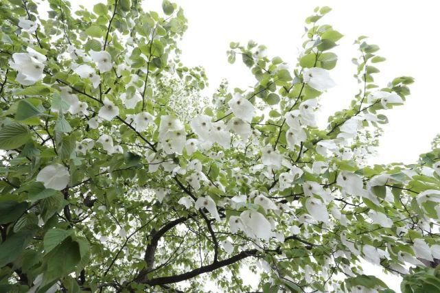 峨眉山这两条赏花之路，四月出游正当时