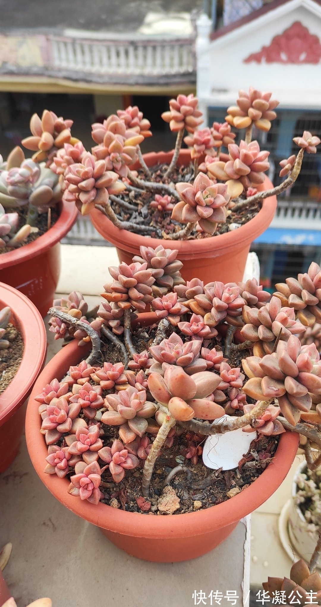 这“三多肉”是超生游击队,撸叶又冒一大片,小半年养成肉墩子