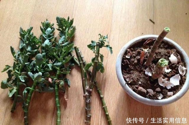 特欠剪的花,越剪越好看,花开不断!特欠剪的花,越剪越好看,花开不断!