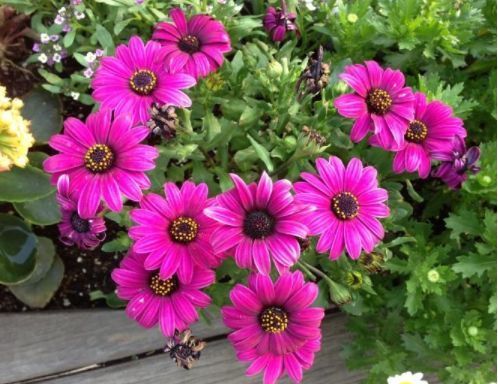 喜欢菊花，就养盆“珍稀名菊”蓝目菊，不黄叶猛开花，造型秀丽