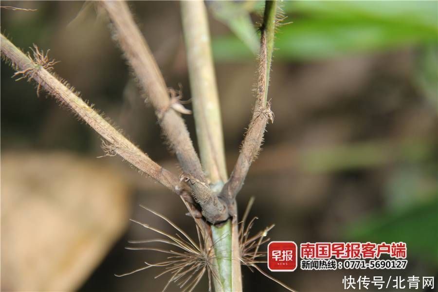 广西林科院 首次向世界公布！崇左发现竹科新品种“中越悬竹”