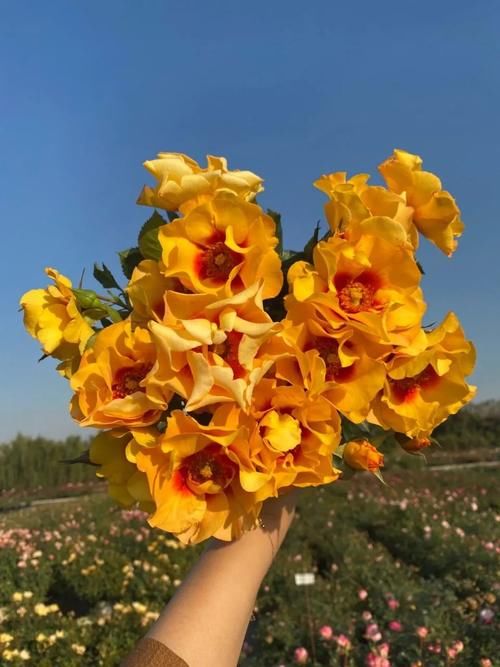 超全面园艺干货盘点丨浇水、施肥、爆花全都有，还怕养不好花吗？