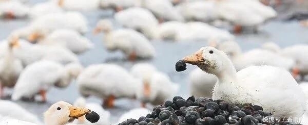 吃货|连中国吃货也束手无策的”福寿螺“,到底是被谁消灭的