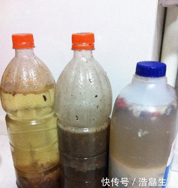 鱼肠|秋冬土里掺点它，君子兰，蟹爪兰，疯狂开花，叶子绿出油