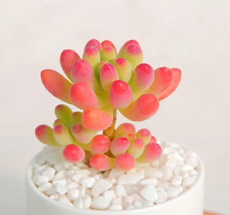 这八种漂亮多肉很常见，能够认全的人却不多，你又能认识几种呢