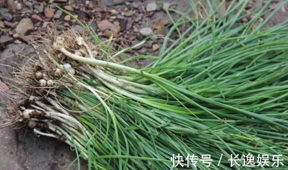 凉拌|农村最常见的“三种野菜”,90后都吃过,城里有钱也买不到