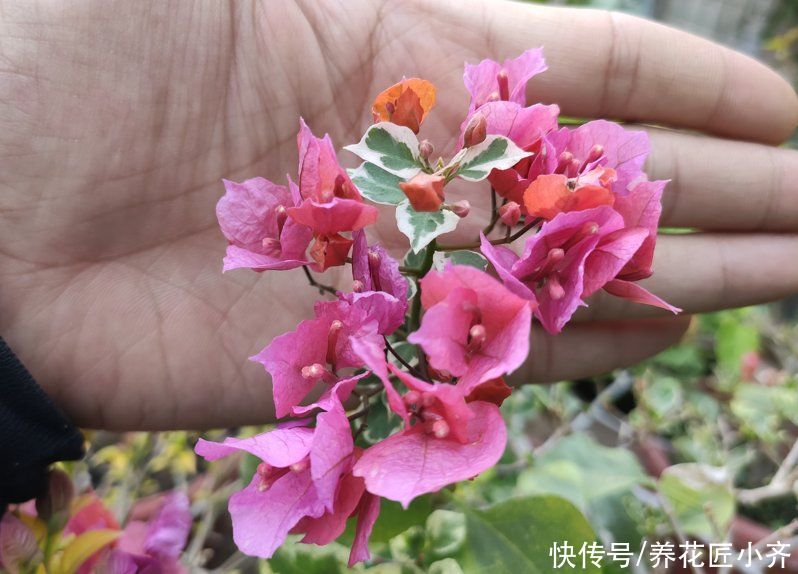 条件|三角梅只需要见光控水就开花？错！还要有2个前置条件