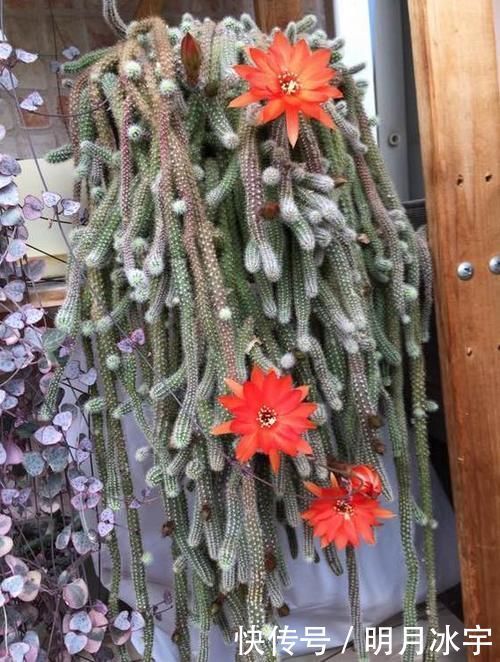 3种花儿“死不了”,花期特别长,一开几个月,是盆栽佳品!